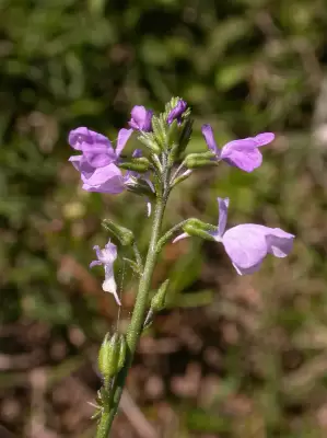Nuttallanthus canadensis (L.) D.A.Sutton