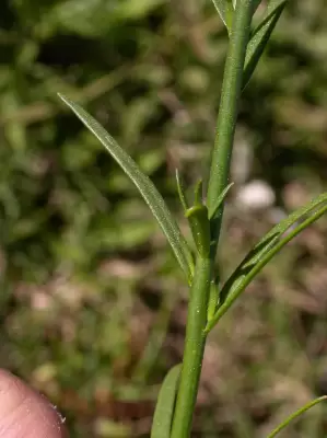 Nuttallanthus canadensis (L.) D.A.Sutton