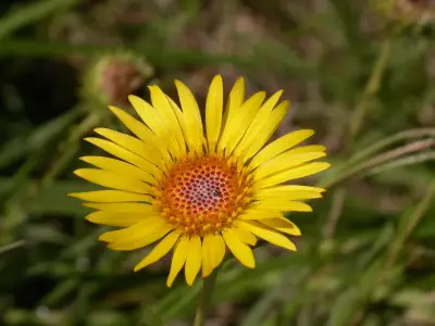 Grindelia pulchella var. pulchella