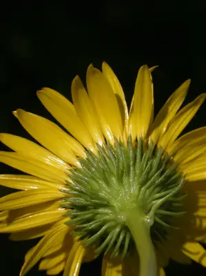 Grindelia pulchella var. pulchella