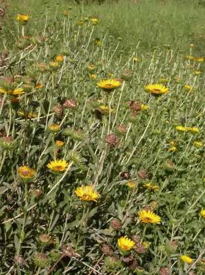 Grindelia pulchella var. pulchella