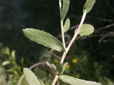 Grindelia pulchella var. pulchella