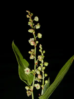 Muehlenbeckia sagittifolia (Ortega) Meisn.