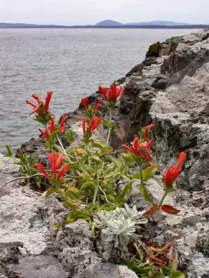 Dicliptera squarrosa Nees