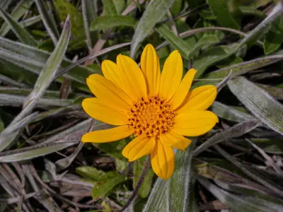 Aldama nudicaulis (Baker) E.E.Schil. & Panero