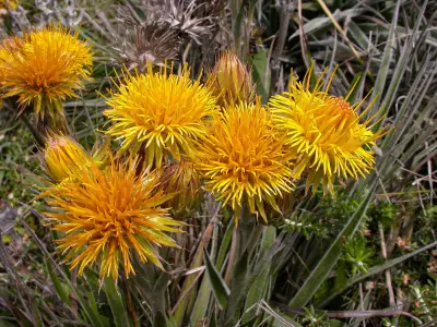 Schlechtendalia luzulifolia Less.
