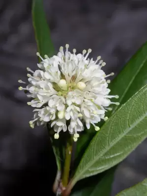 Cephalanthus glabratus (Spreng.) K.Schum.