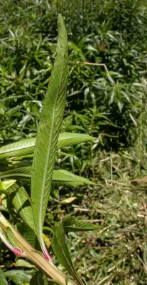 Ludwigia elegans Cambess.H.Hara