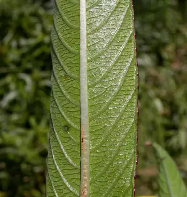 Ludwigia elegans Cambess.H.Hara
