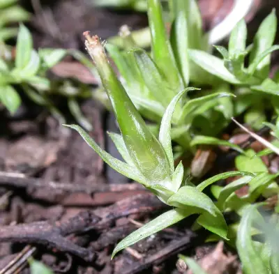 Chevreulia acuminata Less.