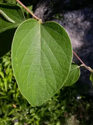 Stigmaphyllon bonariense (Hook. & Arn.) C.E.Anderson