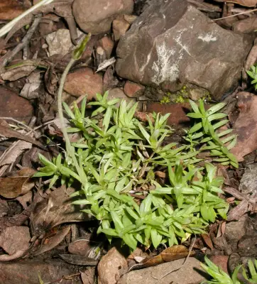 Chevreulia acuminata Less.