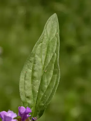 Prunella vulgaris L.