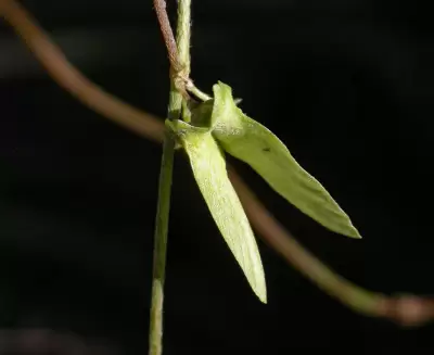 Janusia guaranitica A.Juss.