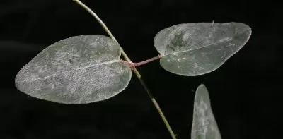 Janusia guaranitica A.Juss.