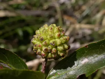 Cephalanthus glabratus (Spreng.) K.Schum.