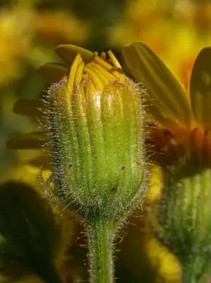 Senecio selloi DC.