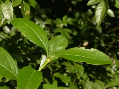 Citharexylum montevidense (Spreng.) Moldenke