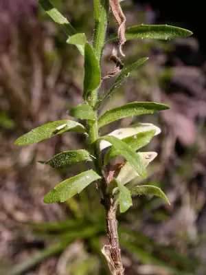 Wahlenbergia linarioides (Lam.) A.DC.