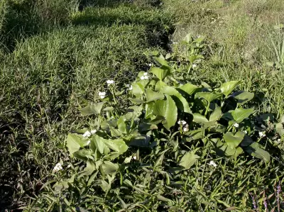 Sagittaria montevidensis Cham. & Schltdl.