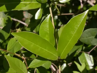 Bignonia callistegioides Cham.