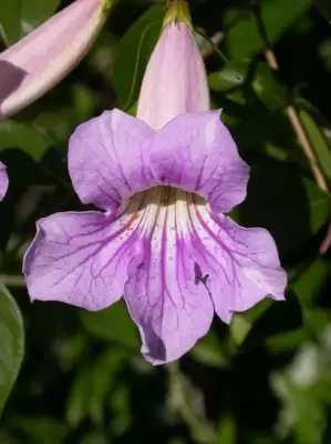 Bignonia callistegioides Cham.