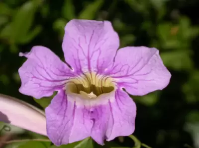 Bignonia callistegioides Cham.