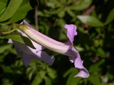 Bignonia callistegioides Cham.