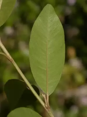 Chrysophyllum marginatum (Hook. & Arn.) Radlk.