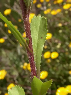 Coleostephus myconis (L.) Rchb.f.
