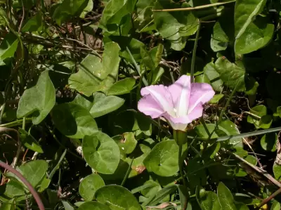 Convolvulus sepium L.