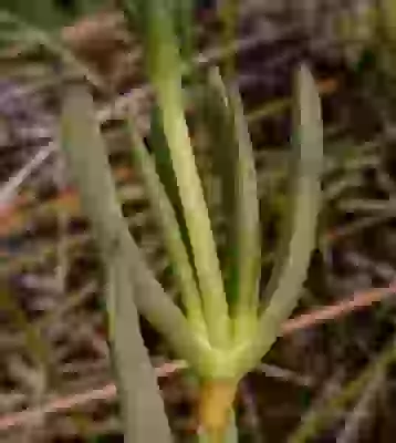Lampranthus multiradiatus (Jacq.) N.E.Br.