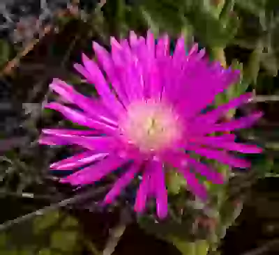 Lampranthus multiradiatus (Jacq.) N.E.Br.