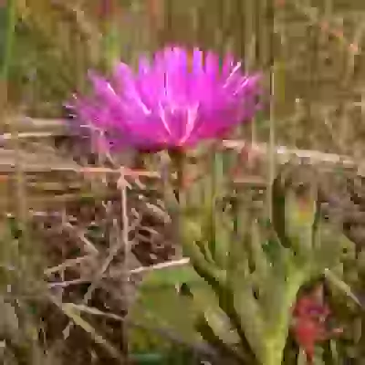 Lampranthus multiradiatus (Jacq.) N.E.Br.