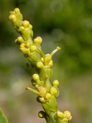 Sapium glandulosum (L.) Morong