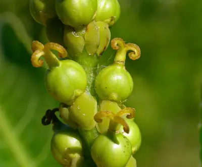 Sapium glandulosum (L.) Morong