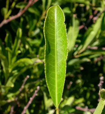 Sapium glandulosum (L.) Morong