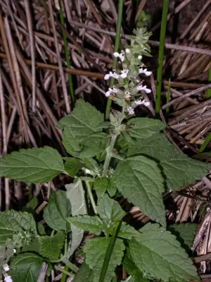 Teucrium vesicarium Mill.