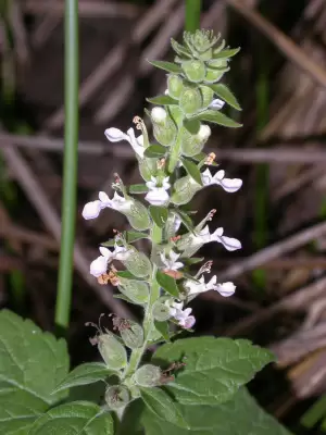 Teucrium vesicarium Mill.