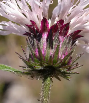 Lessingianthus sellowii (Less.) H.Rob.