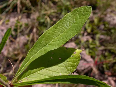 Lessingianthus sellowii (Less.) H.Rob.