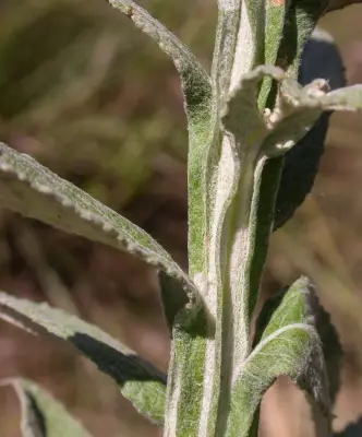 Pterocaulon balansae Chodat