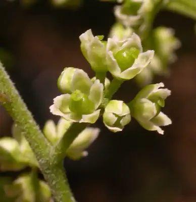 Zanthoxylum rhoifolium Lam.