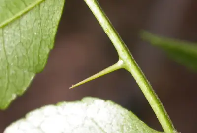 Zanthoxylum rhoifolium Lam.