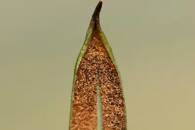 Elaphoglossum gayanum (Fée) T.Moore