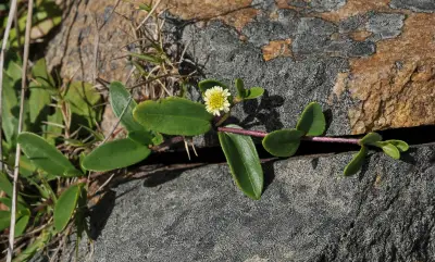 Eclipta elliptica DC.