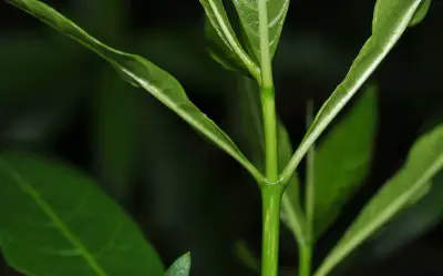 Tabernaemontana catharinensis A.DC.