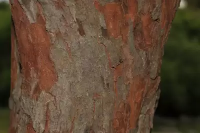 Scutia buxifolia Reissek in Mart.