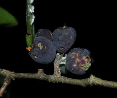 Coccoloba argentinensis Speg.