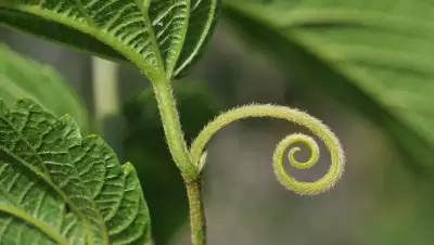 Gouania ulmifolia Hook. & Arn.